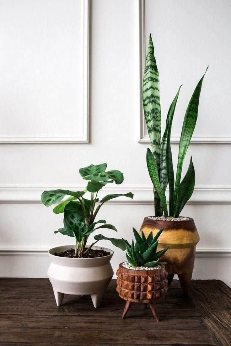 گیاهان می‌توانند هر فضای داخلی را تغییر دهند-hollysaren.com
